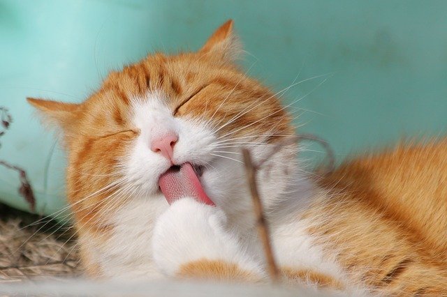Katzen sind wahre Meister der Gelassenheit. Glanzblatt-Texte, Foto von TeamK/Pixabay